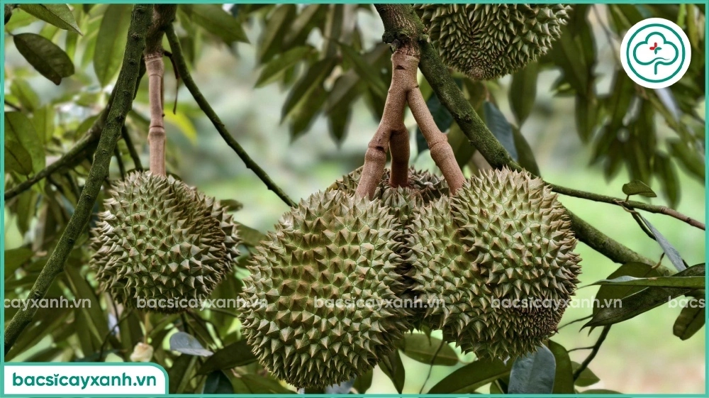 Sầu riêng 80 ngày tuổi